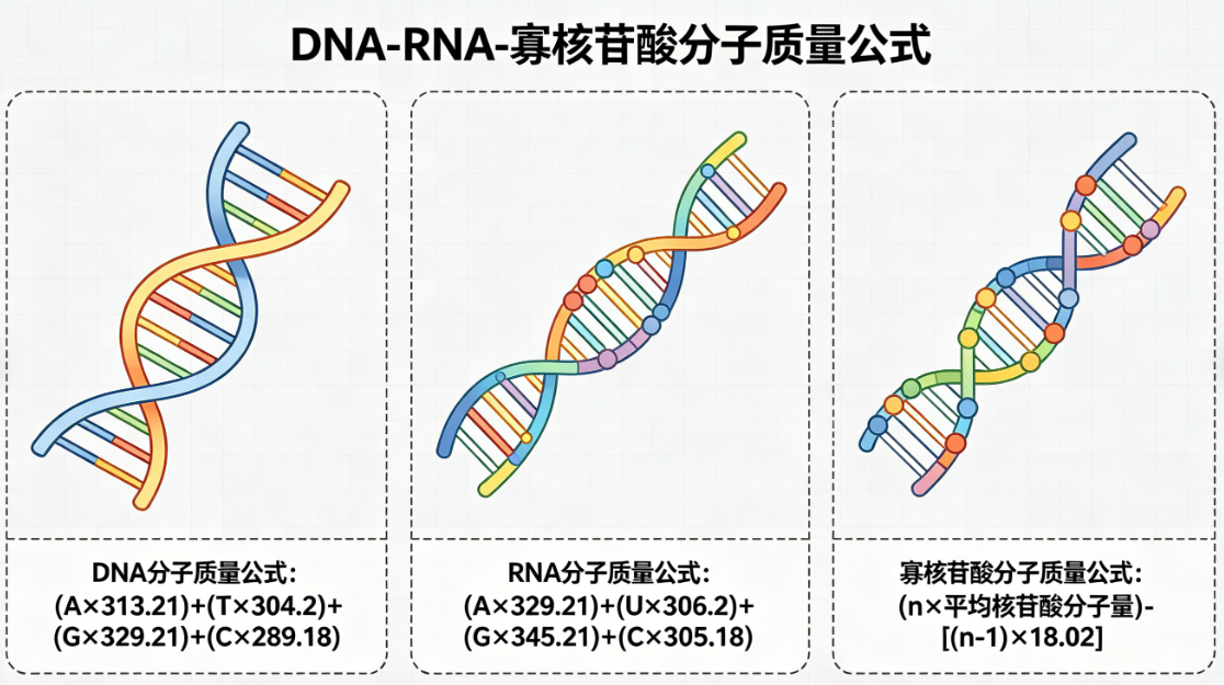 DNA-RNA-oligonucleotide molecular mass online calculator